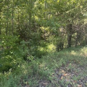 1.62 acres in Poplar Bluff, MO (Butler County) - APN 1090809320000000004010 (photo 12)